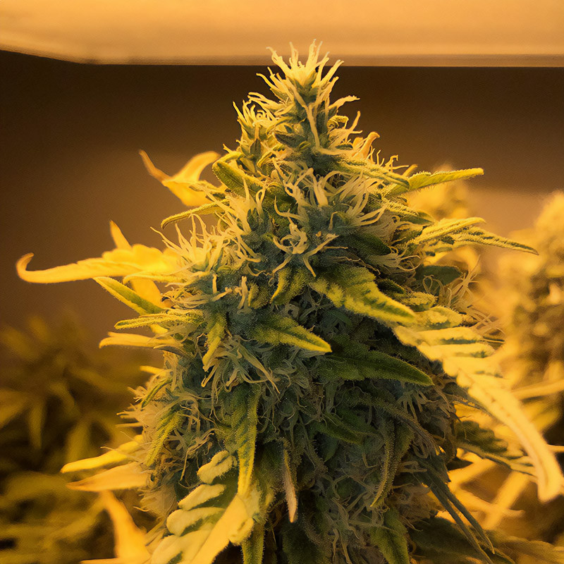 Critical Kush Graines F Minis Es Royal Queen Seeds