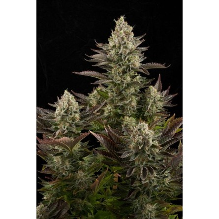White Widow - Dinafem White Widow - Dinafem