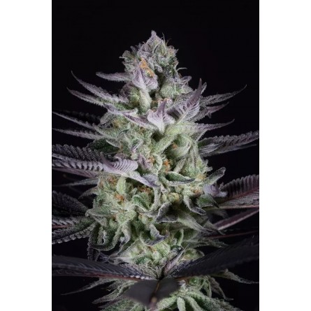 Blueberry Cookies - Dinafem Blueberry Cookies - Dinafem