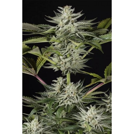 Ocean Grown Cookies - Dinafem Ocean Grown Cookies - Dinafem