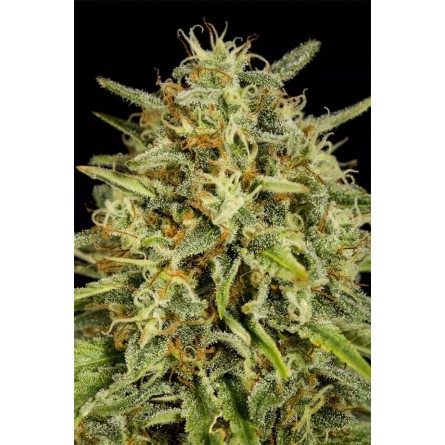 Strawberry Amnesia - Dinafem Strawberry Amnesia - Dinafem