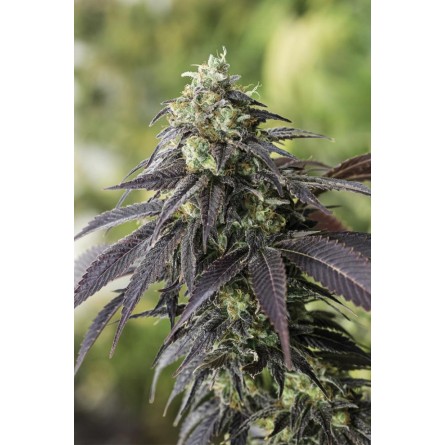 707 Headband - Humboldt 707 Headband - Humboldt