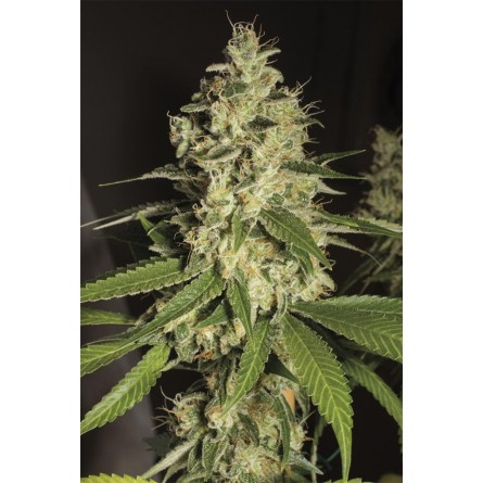Raspberry Diesel - Humboldt Raspberry Diesel - Humboldt