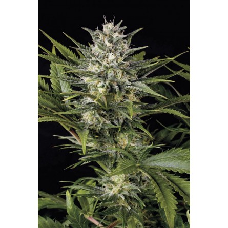 Pineapple Skunk - Humboldt Pineapple Skunk - Humboldt