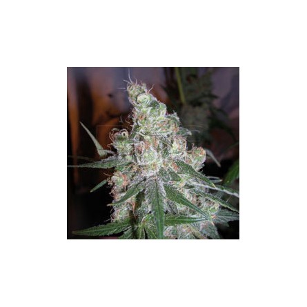 Chocolope - DNA Genetics Chocolope - DNA Genetics