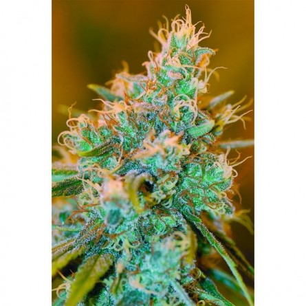 Chocolope Kush - DNA Genetics Chocolope Kush - DNA Genetics