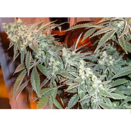 Kandy Kush - DNA Genetics ( Reserve Privée ) Kandy Kush - DNA Genetics ( Reserve Privée )