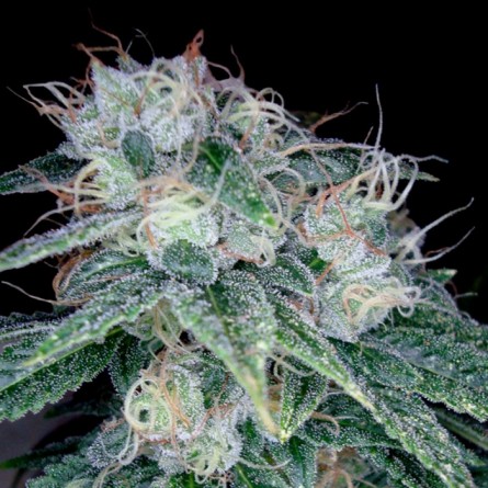 Sour Diesel - DNA Genetics ( Reserve Privée ) Sour Diesel - DNA Genetics ( Reserve Privée )
