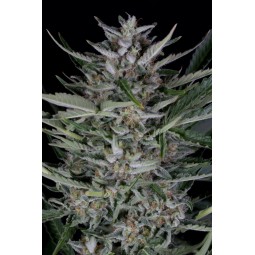 Gorilla Autoflowering - Dinafem