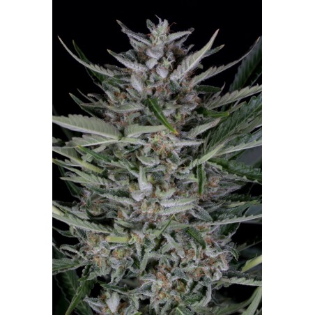 Gorilla Autoflowering - Dinafem