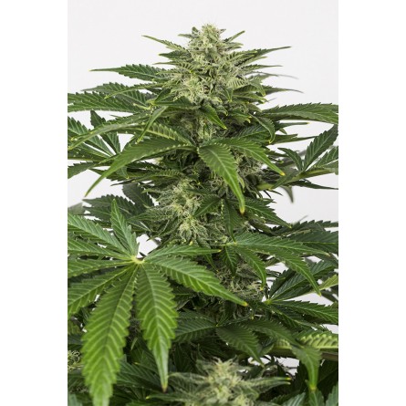 Haze CBD Auto - Dinafem Haze CBD Auto - Dinafem