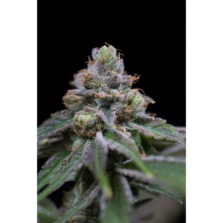 Mota CBD Rich Auto - La Mota Seeds Mota CBD Rich Auto - La Mota Seeds