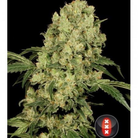 Ak-47 Régulières - Serious Seeds
