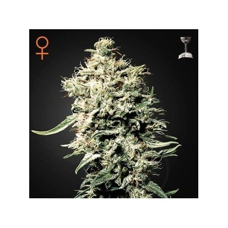White Rhino - Green House Seeds White Rhino - Green House Seeds