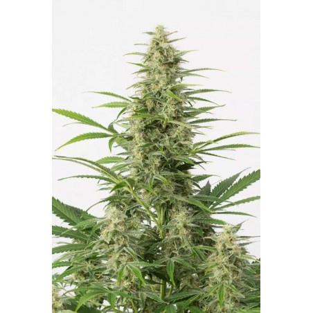 Sour Diesel Autoflowering - Dinafem