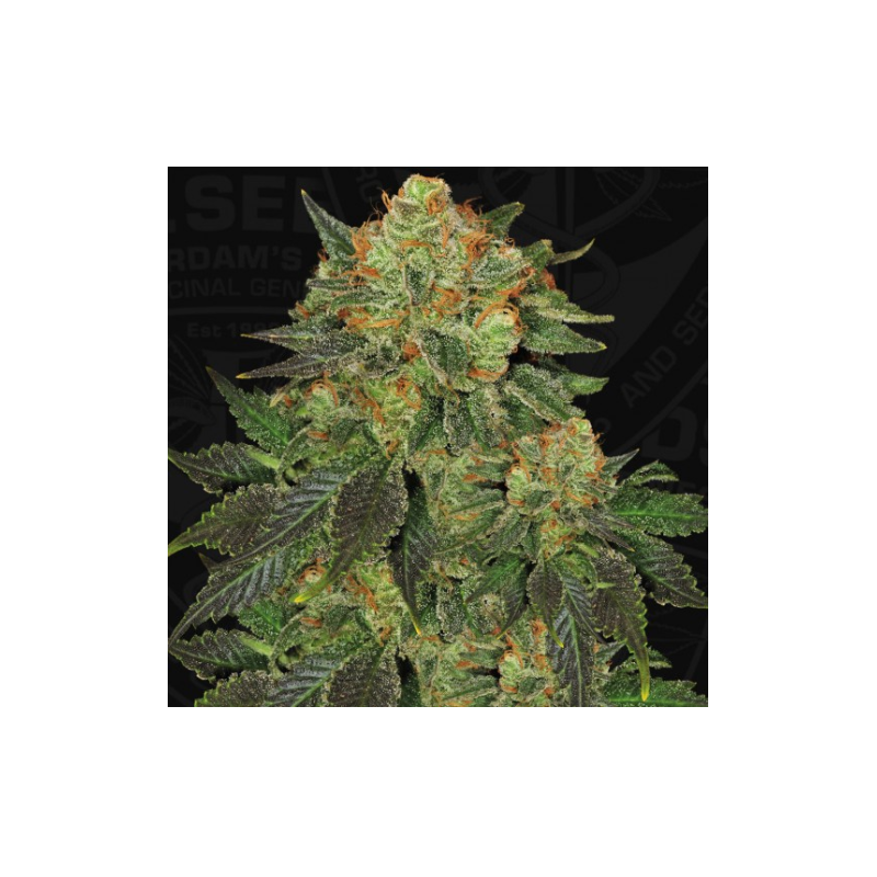 Bubble Gum - TH Seeds Bubble Gum - TH Seeds