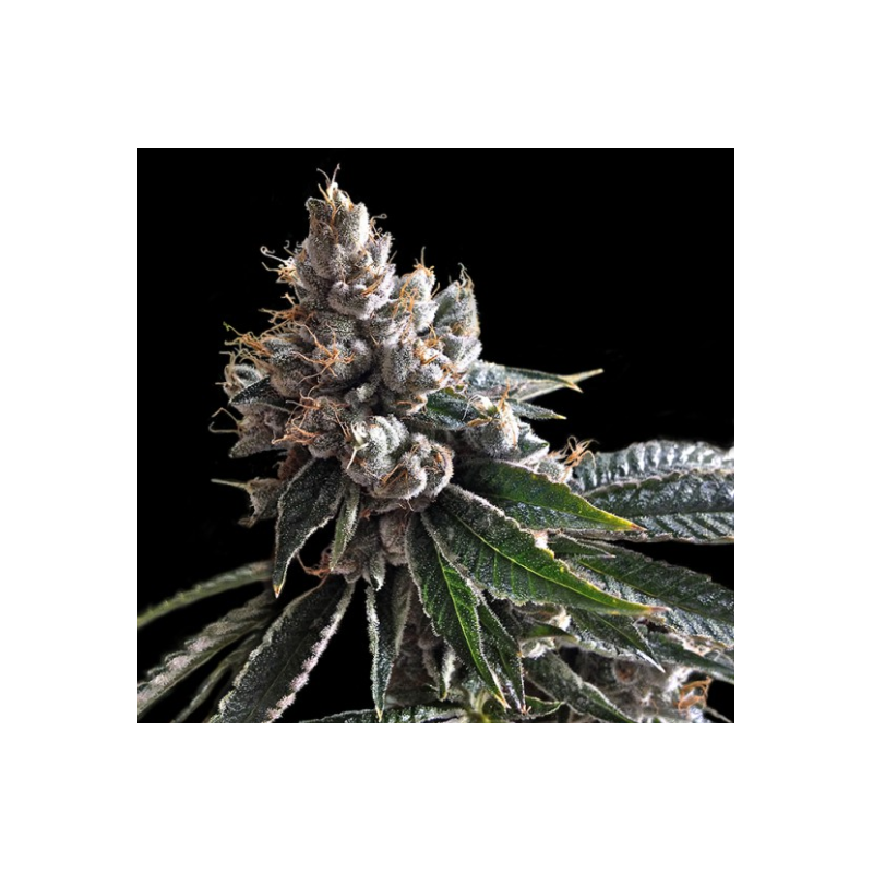 Golden Lemons - DNA Genetics Golden Lemons - DNA Genetics