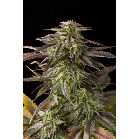 Blue Cheese - Dinafem Blue Cheese - Dinafem