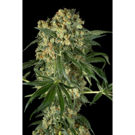 Big Kush - Dinafem Big Kush - Dinafem