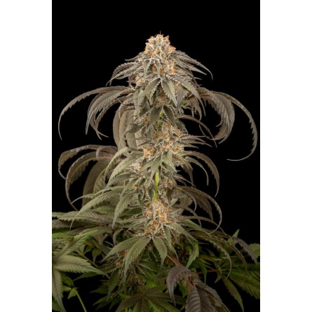 Purple Afghan Kush - Dinafem Purple Afghan Kush - Dinafem