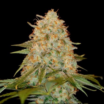 LA Chocolat - DNA Genetics LA Chocolat - DNA Genetics