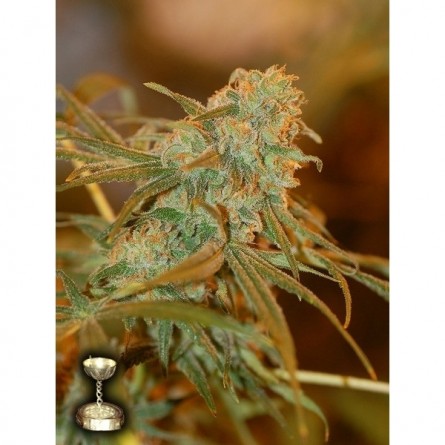 Lemon Skunk - DNA Genetics Lemon Skunk - DNA Genetics