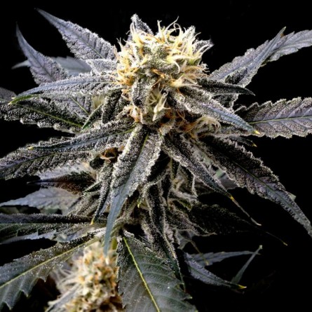 Strawberry Banana - DNA Genetics ( Reserve Privée ) Strawberry Banana - DNA Genetics ( Reserve Privée )