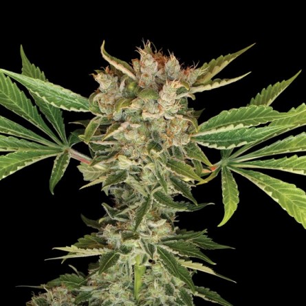 Martian Kush - DNA Genetics Martian Kush - DNA Genetics