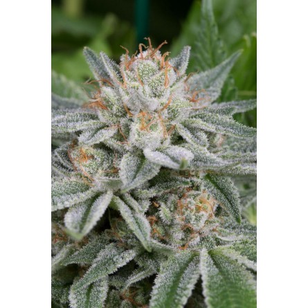 Gorilla - Dinafem Gorilla - Dinafem