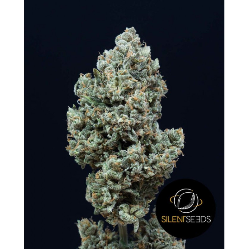 Critical Mango Auto - Silent Seeds Critical Mango Auto - Silent Seeds