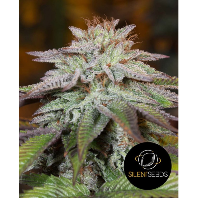 L.A. Vanilla Cake Auto - Silent Seeds L.A. Vanilla Cake Auto - Silent Seeds