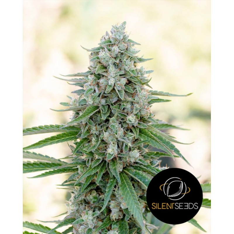 Critical Mango - Silent Seeds Critical Mango - Silent Seeds