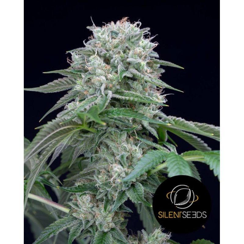 Starfire OG - Silent Seeds Starfire OG - Silent Seeds