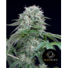 Starfire OG - Silent Seeds Starfire OG - Silent Seeds