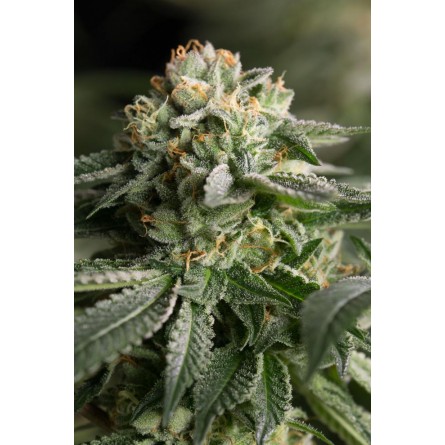 Remo Chemo - Dinafem Remo Chemo - Dinafem