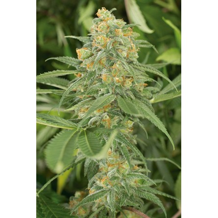 Green Crack - Humboldt Green Crack - Humboldt