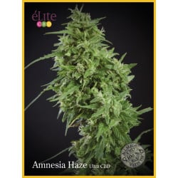 Graines de Amnesia Haze Ultra CBD