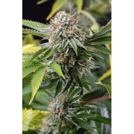 Mango Sapphire - Humboldt Mango Sapphire - Humboldt