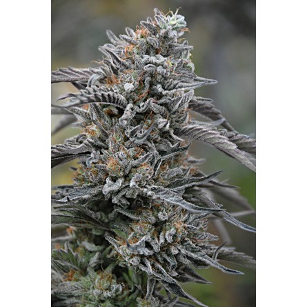 Black D.O.G - Humboldt Black D.O.G - Humboldt