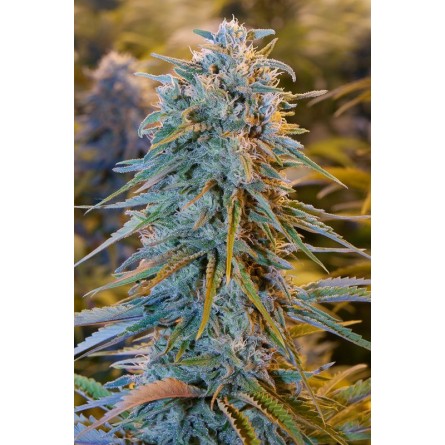 Blue Dream - Humboldt Blue Dream - Humboldt