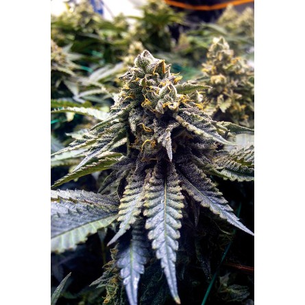 Chocolate Mint OG - Humboldt Chocolate Mint OG - Humboldt