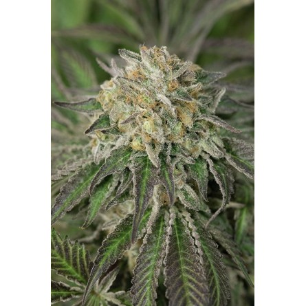 Amherst Sour Diesel - Humboldt Amherst Sour Diesel - Humboldt
