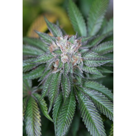 Master Kush - Humboldt Master Kush - Humboldt