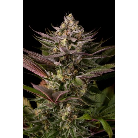 Blue Kush - Dinafem Blue Kush - Dinafem