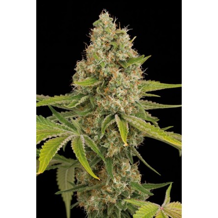 OG Kush - Dinafem OG Kush - Dinafem