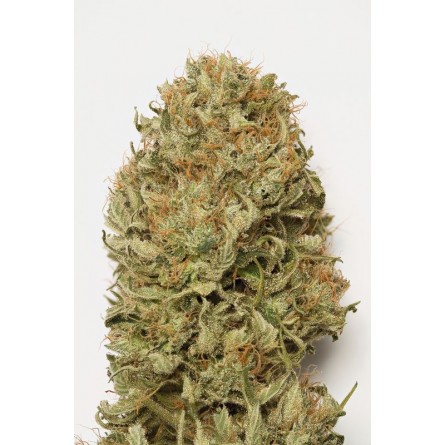 Blue Dream Auto - Humboldt Blue Dream Auto - Humboldt