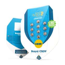 paquet de Royal CBDV Auto - Royal Queen Seeds