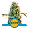 Royal CBDV Auto - Royal Queen Seeds