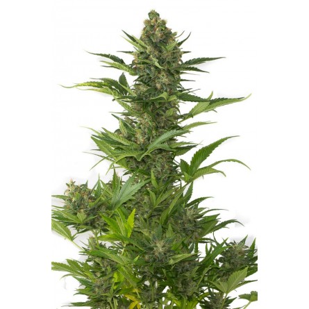 Amnesia XXL Auto - Dinafem Amnesia XXL Auto - Dinafem