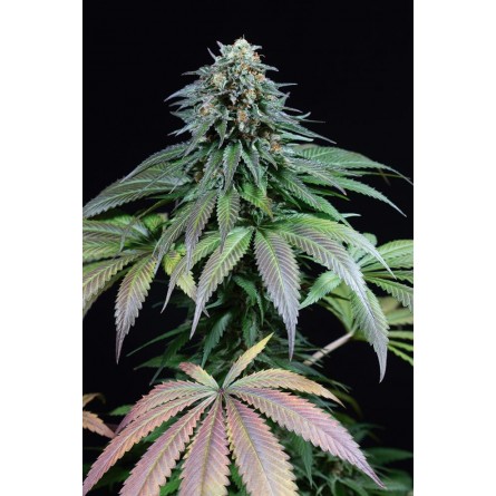 Purple Moby Dick - Dinafem Purple Moby Dick - Dinafem
